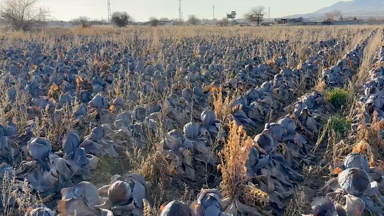 Tarlada 5 lira, pazarda 80 lira: Hepsi tarlada kaldı haber görseli