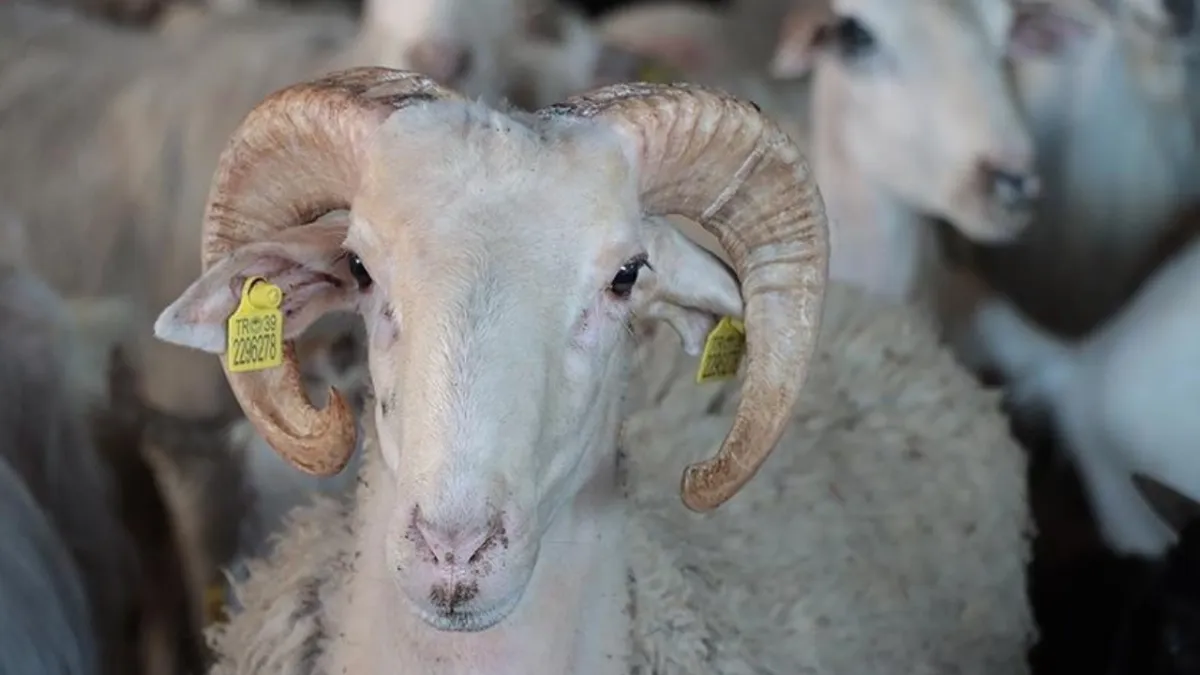 2026 Kurban Bayramı ne zaman, hangi güne denk geliyor? haber görseli