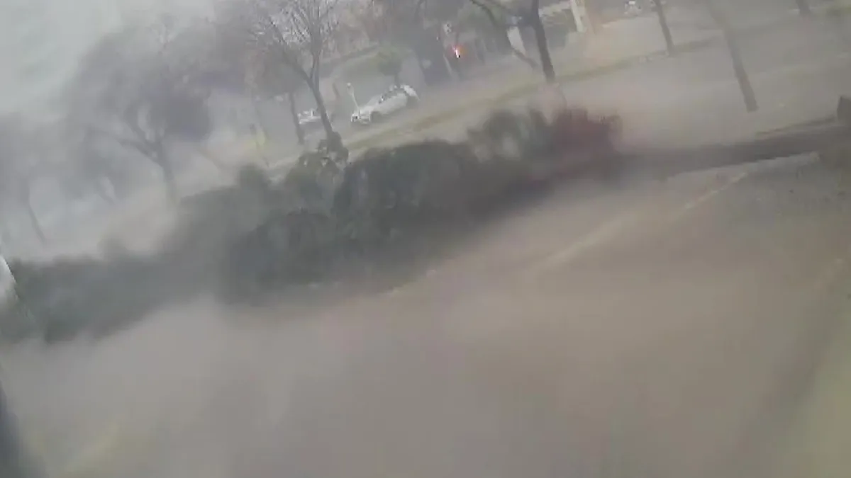 Adana'da fırtına dev ağaçları kökünden söktü: O anlar kamerada haber görseli