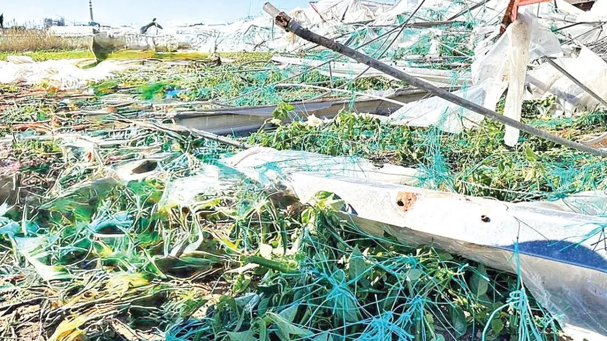 Mersin’de iklim krizi tarımı vurdu haber görseli