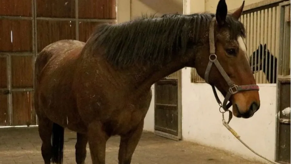 TMSF'den safkan İngiliz kısrağı satışı haber görseli