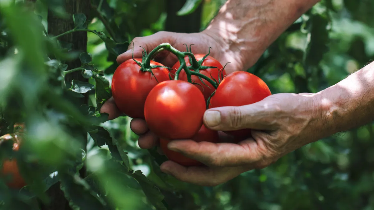 2 trilyon dolarlık fonu yönetiyordu, domates yetiştirme kararı aldı