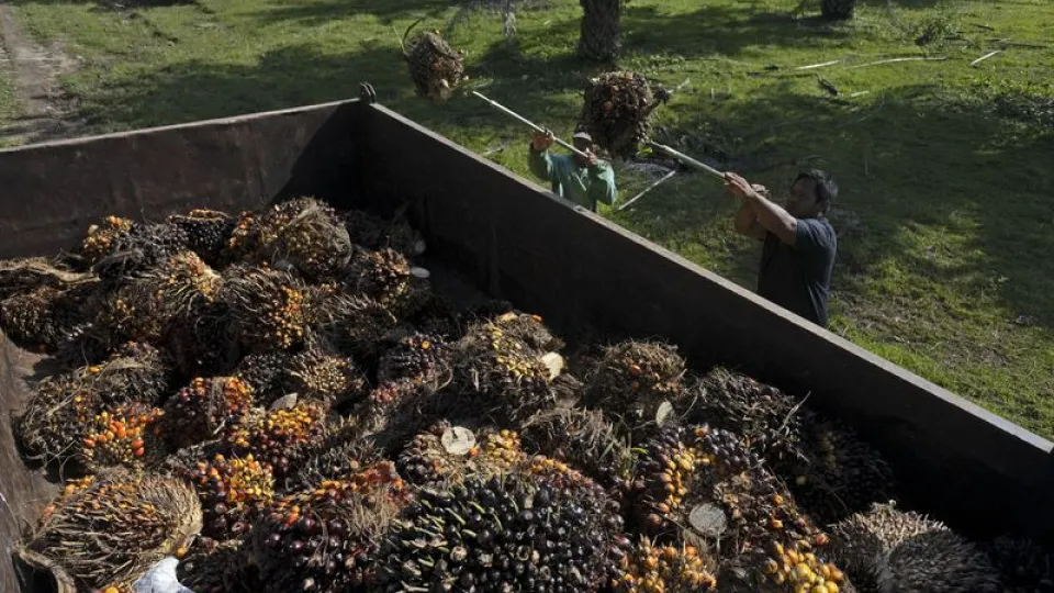 Savaşın enerji şoku, bitki bazlı yakıtlara da yayılıyor
