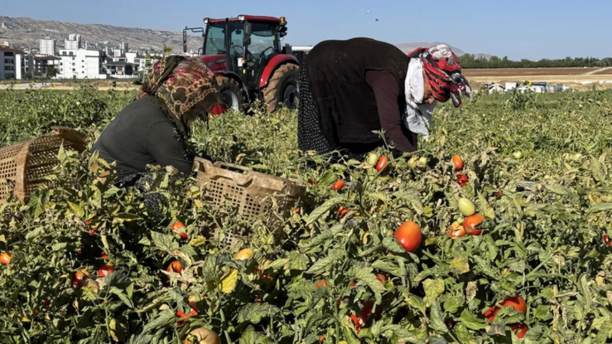 Tarlada çürüyordu, şimdi değeri katlandı: Sapı paraya dönüştü haber görseli