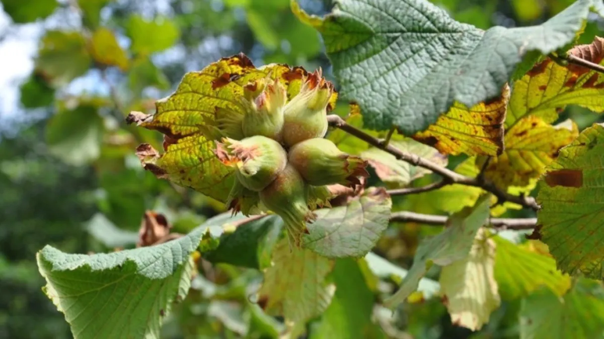 Fındıkta gizli tehdit büyüyor: Rekolte yüksek ama yeni risk kapıda haber görseli
