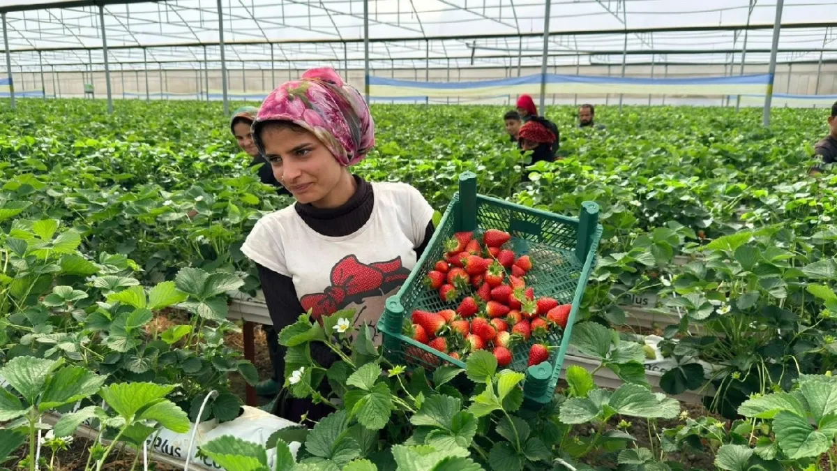 Almanya’dan öğrendi, Antalya’da başardı! Hedef: 100 ton çilek haber görseli