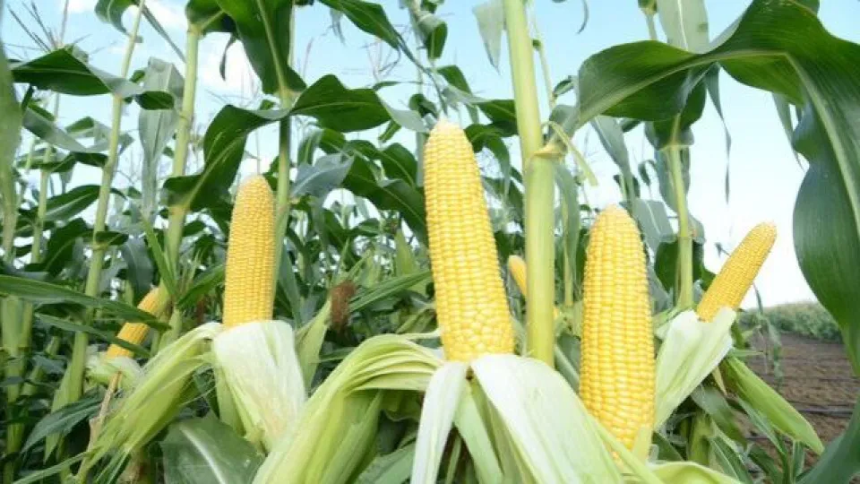 Mısır ithalatı için tarife kontenjanı açıldı 