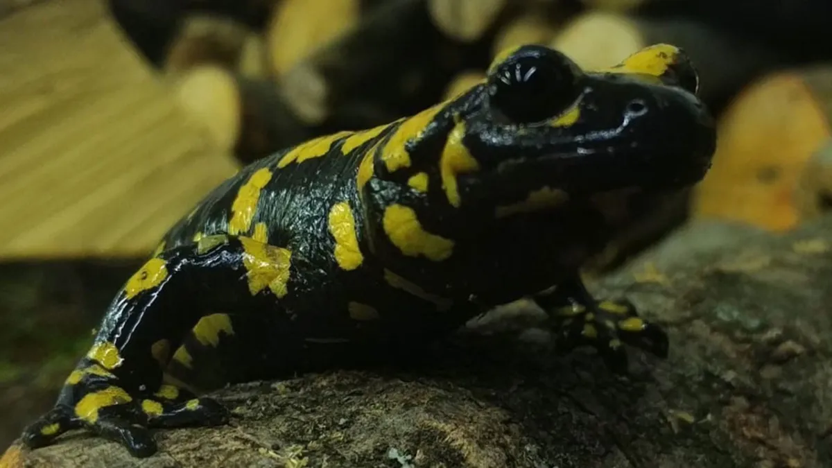 Nesli tehlikedeki ‘Yağmur Gelini’ baharla birlikte görüldü: Zarar verene 557 bin lira ceza haber görseli