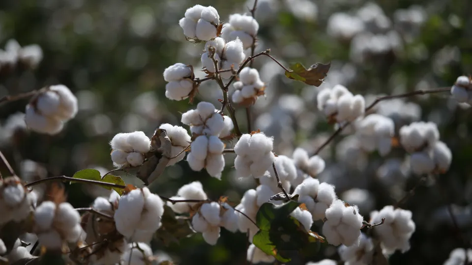 Pamukta iki yıl sonra bir ilk: Fonlar yeniden yükselişe oynuyor haber görseli