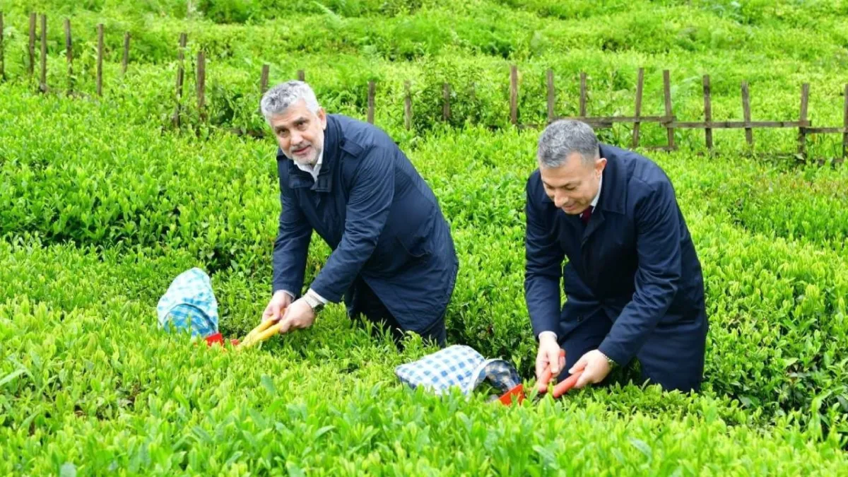 Trabzon'da yaş çay sezonu dualarla açıldı