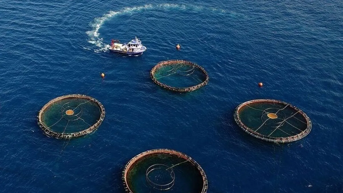 Su ürünlerinde ihracat rekoru: 2,2 milyar dolar haber görseli
